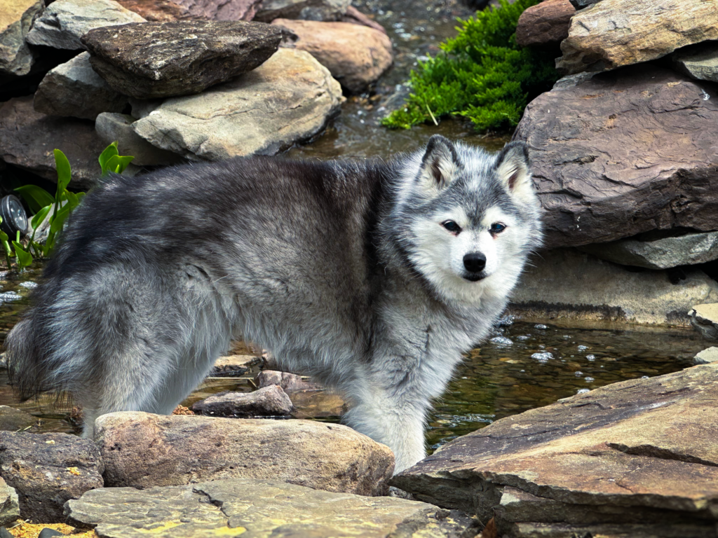 A dog standing on some rocks near water.